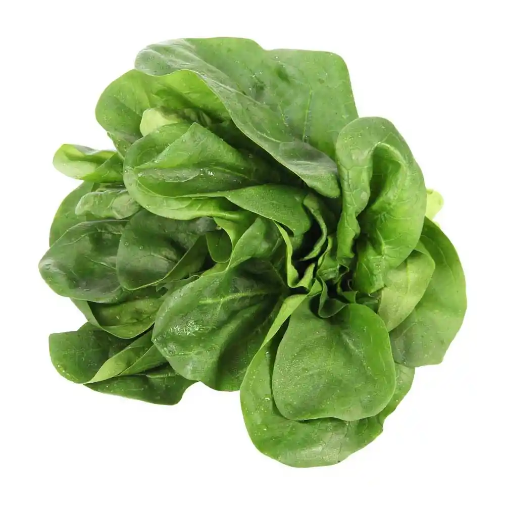 Fresh organic baby spinach leaves